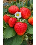 Полуниця ремонтантна ‘Диво Світу’|Fragaria ananassa ‘Chudo Sveta’|Клубника ремонтантная ‘Чудо Мира’ 